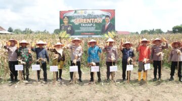 Kapolres Tulang Bawang Hadiri Panen Jagung Serentak Tahap 2, Berikut Lokasi dan Hasilnya